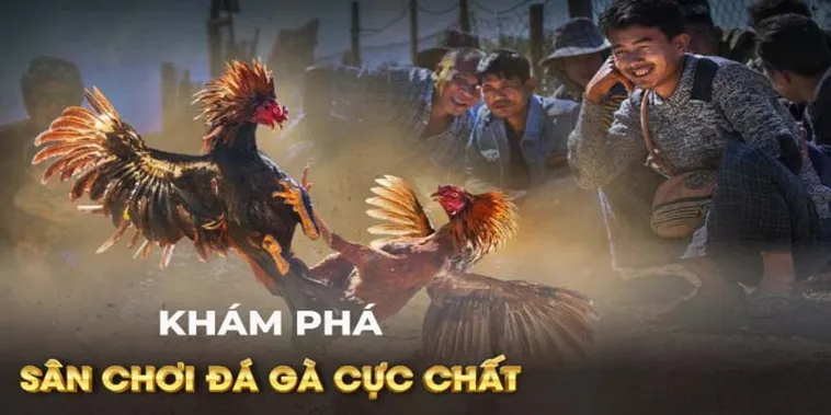 Bí Quyết Chơi Đá Gà GA28 Tại Xin88 Dễ Thắng Cho Người Mới