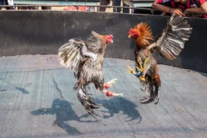 Bí Quyết Chơi Đá Gà GA28 Tại Xin88 Dễ Thắng Cho Người Mới